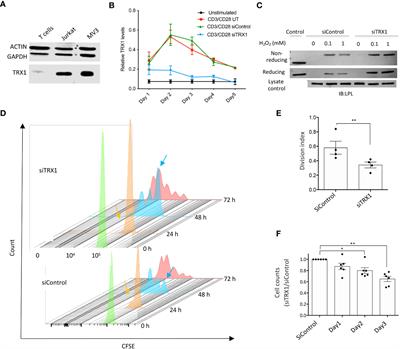 Expression of TRX1 optimizes the antitumor functions of human CAR T cells and confers resistance to a pro-oxidative tumor microenvironment